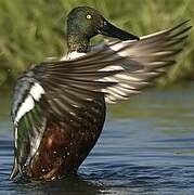 Northern Shoveler