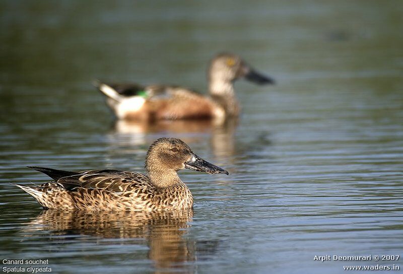 Canard souchet