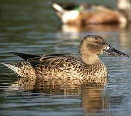 Canard souchet