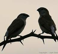 Indian Silverbill