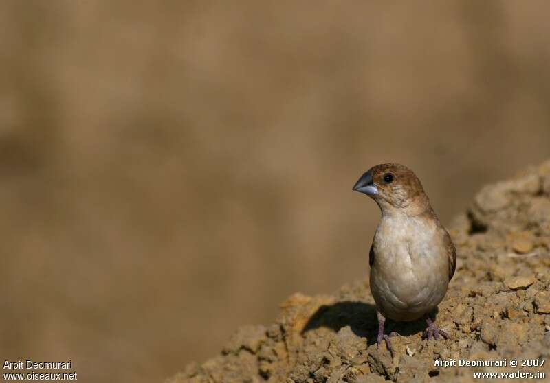 Indian Silverbill, close-up portrait