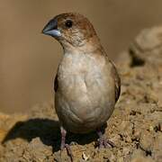 Indian Silverbill