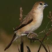 Indian Silverbill