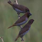 Scaly-breasted Munia