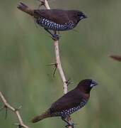 Scaly-breasted Munia