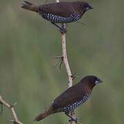 Scaly-breasted Munia