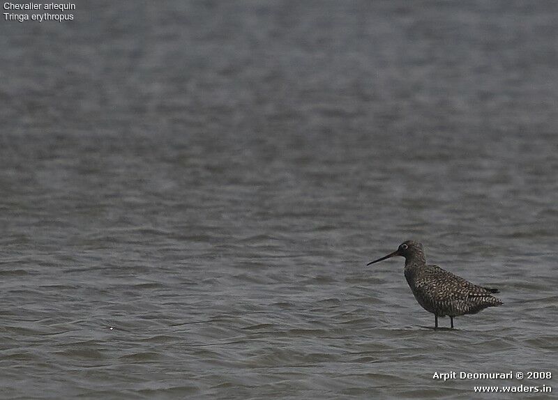 Spotted Redshank