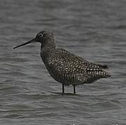 Spotted Redshank