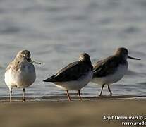 Terek Sandpiper