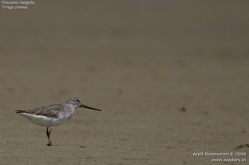 Terek Sandpiper