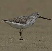 Terek Sandpiper