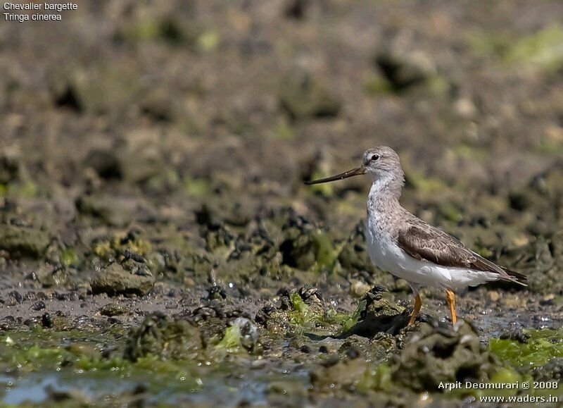 Terek Sandpiper