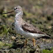 Terek Sandpiper