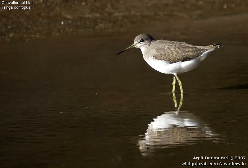 Green Sandpiper