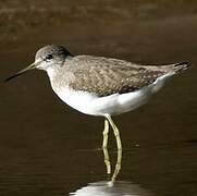 Green Sandpiper