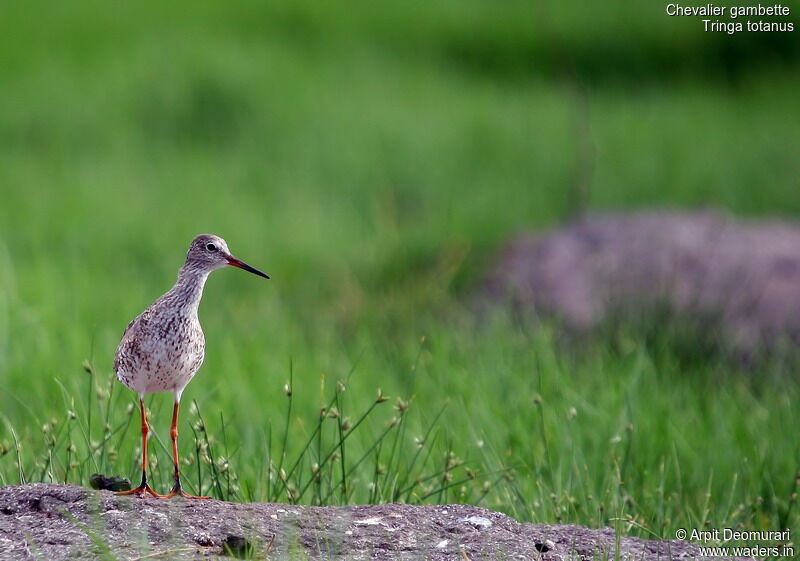 Common Redshankadult post breeding