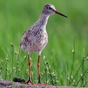 Common Redshank