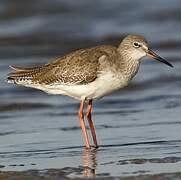 Common Redshank