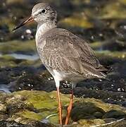 Common Redshank