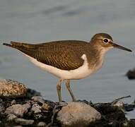 Common Sandpiper