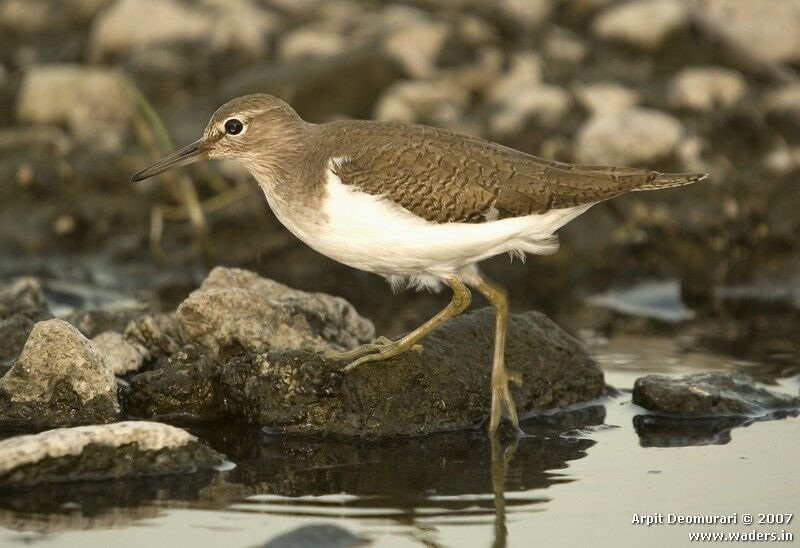 Common Sandpiper