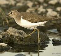 Common Sandpiper