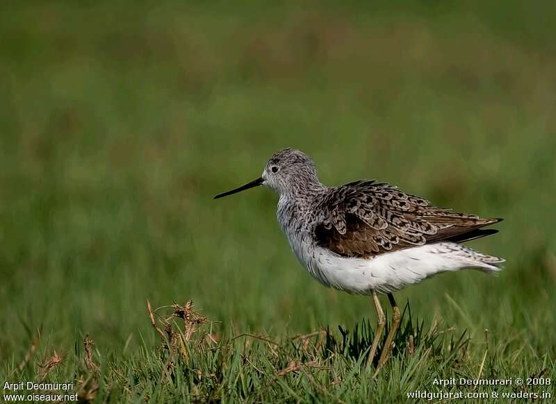 Marsh Sandpiperadult transition, identification