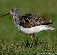 Marsh Sandpiper