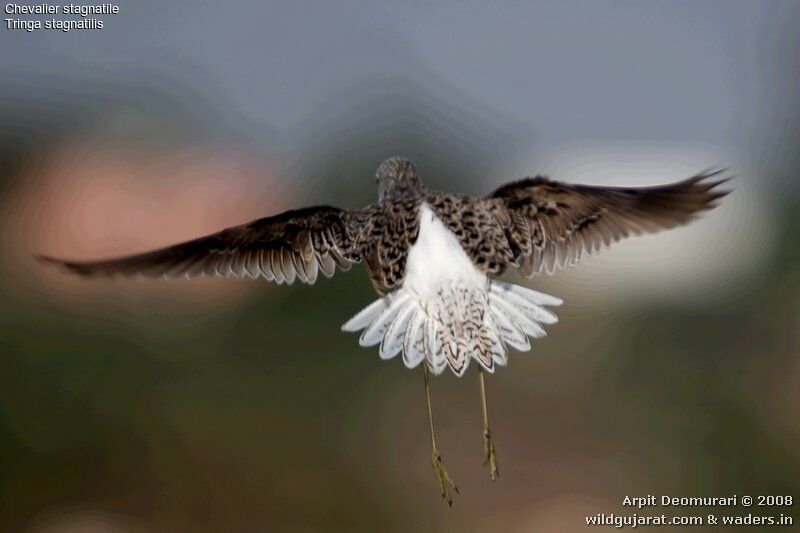 Marsh Sandpiper