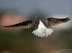 Marsh Sandpiper