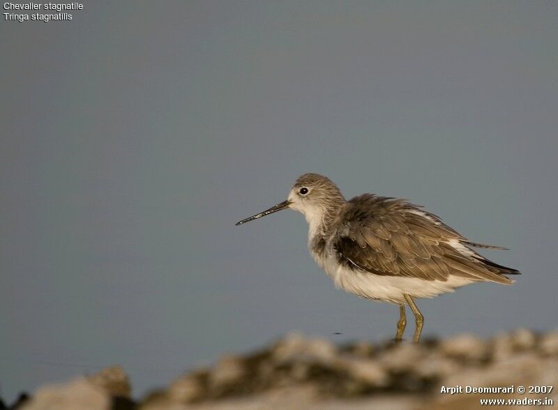 Marsh Sandpiper