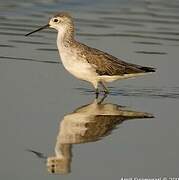 Marsh Sandpiper