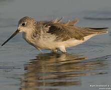 Marsh Sandpiper