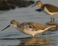 Marsh Sandpiper