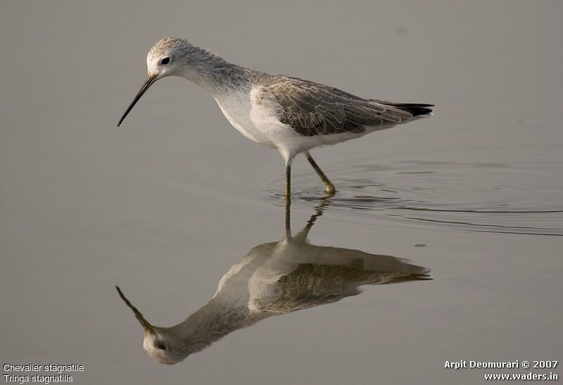 Marsh Sandpiper