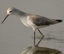 Marsh Sandpiper