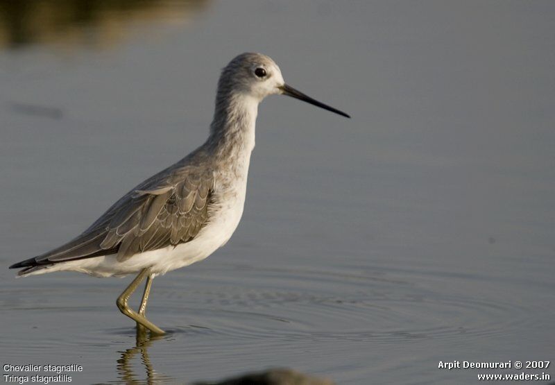 Marsh Sandpiper