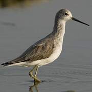 Marsh Sandpiper