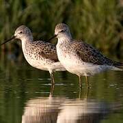 Marsh Sandpiper