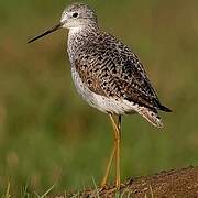 Marsh Sandpiper