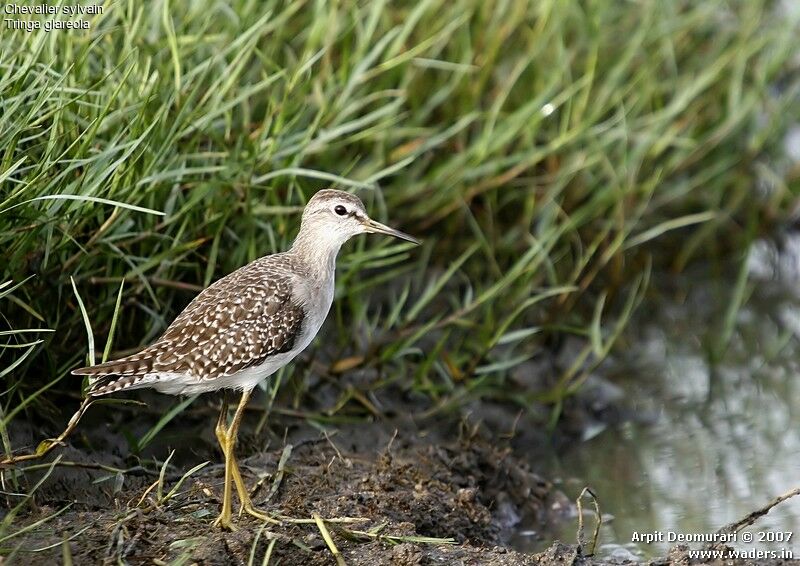 Wood Sandpiper