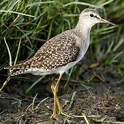 Wood Sandpiper