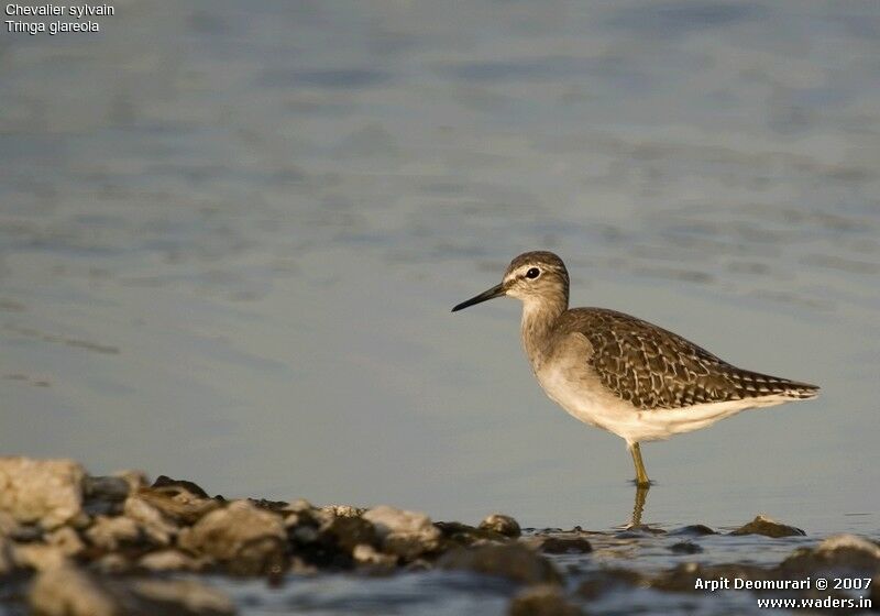 Wood Sandpiper, identification