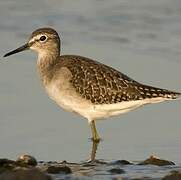 Wood Sandpiper