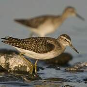 Wood Sandpiper