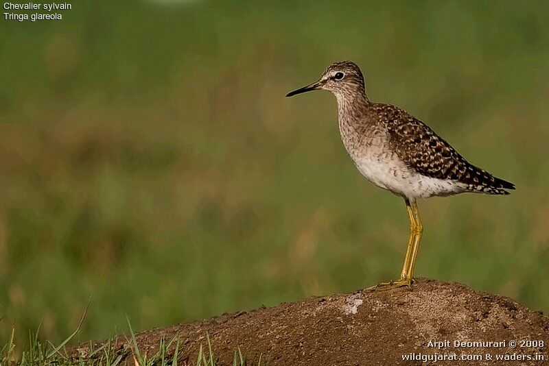 Wood Sandpiper