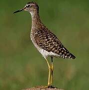 Wood Sandpiper