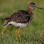 Wood Sandpiper