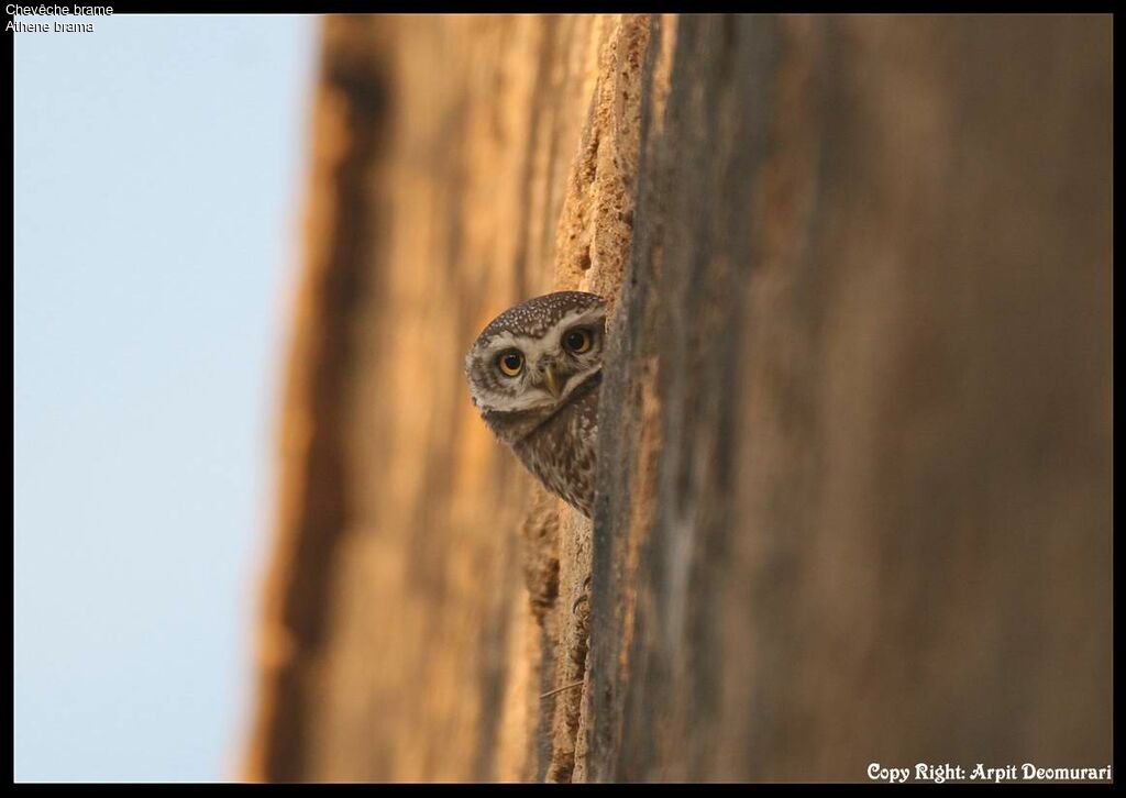 Spotted Owlet