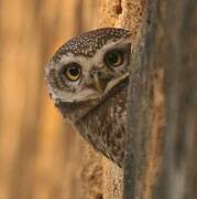 Spotted Owlet